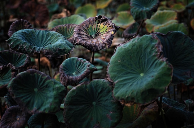 Gros plan de feuilles de lotus séchées dans le parc de bangkok