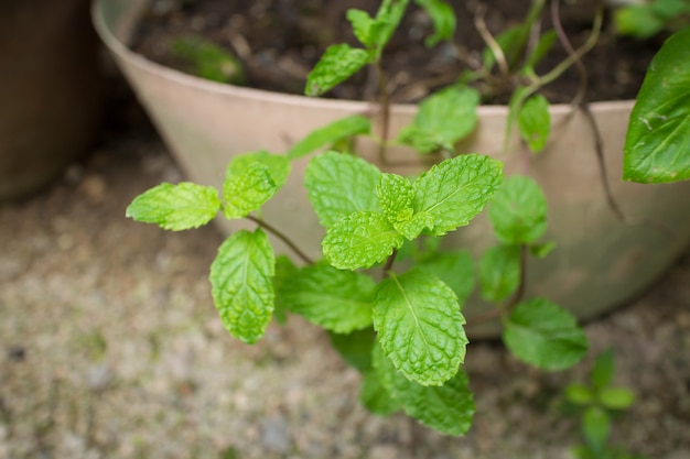 Gros plan de feuilles de menthe fraîche