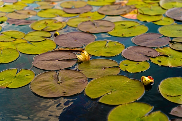 Gros plan sur des feuilles de nénuphar colorées à la surface d'un lac de Bled pendant la journée