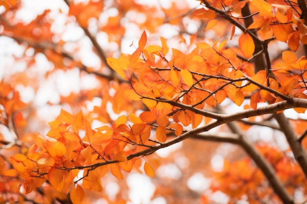 un gros plan de feuilles d'oranger sur un arbre