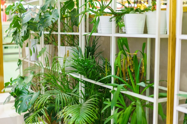 Gros plan sur les feuilles d'un palmier bambou chamaedorea seifrizii de plantes d'intérieur feuilles vertes d'intérieur...