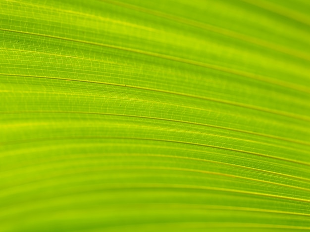 Gros plan de feuilles de palmier vert et jaune fond de texture