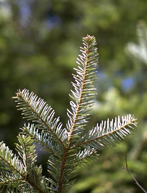 Un gros plan des feuilles de pin