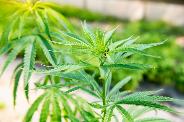 Gros plan sur les feuilles d'une plante de cannabis
