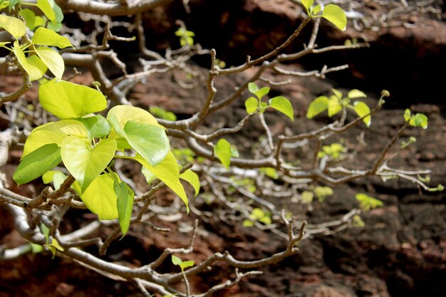 Gros plan sur les feuilles des plantes sauvages