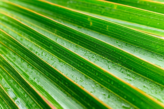 Gros plan, feuilles, à, rayé, a, vert naturel