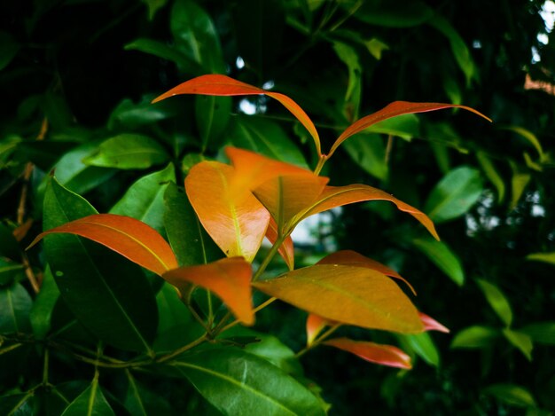 Gros plan de feuilles rouges fond vintage belle nature tonifiant printemps nature conception soleil plante