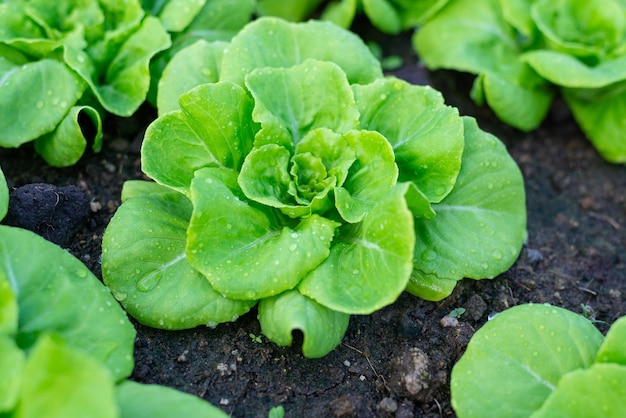 Gros plan de feuilles de salade de beurre avec une forte texture détaillée sur fond de sol