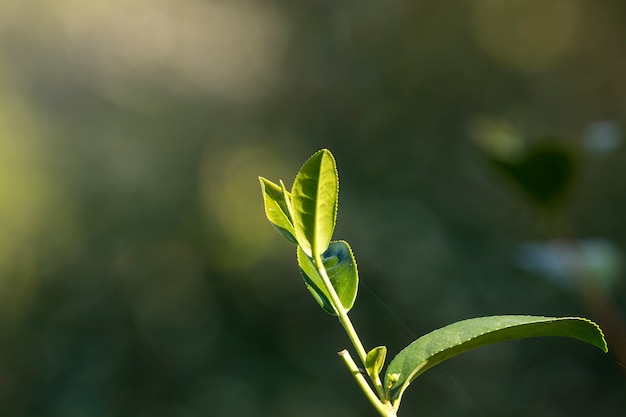 Gros plan de feuilles de thé avec des fusées éclairantes