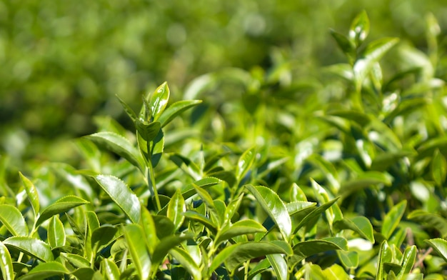 Gros plan sur des feuilles de thé vert