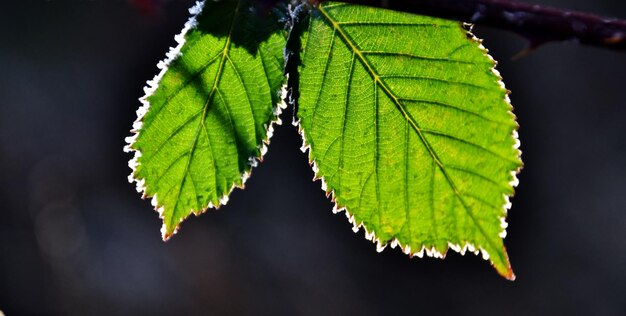 gros plan de feuilles vertes au soleil par un matin très froid