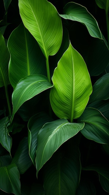 un gros plan de feuilles vertes sur fond noir