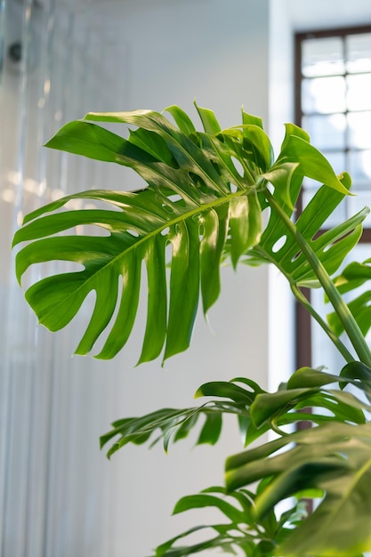 Gros plan de feuilles vertes fraîches plante d'intérieur monstera dans un salon moderne sur un mur blanc