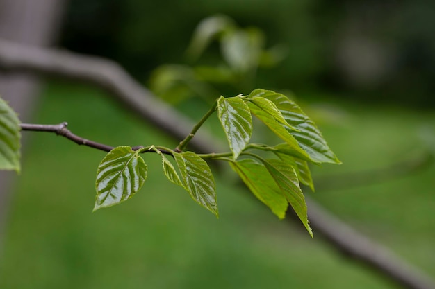 Gros plan de feuilles vertes fraîches de printemps Hovenia dulcis connu sous le nom d'arbre de raisin sec japonais ou oriental