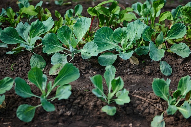 Gros plan des feuilles vertes d'un jeune chou poussant dans un champ ouvert sur une ferme écologique Entreprise agricole Espace de copie