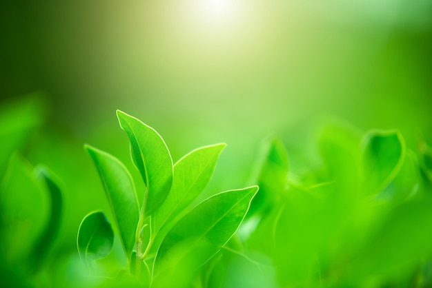 Gros plan des feuilles vertes de la nature sur un fond vert flou sous la lumière du soleil du matin avec bokeh