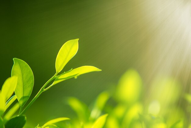 Gros plan des feuilles vertes de la nature sur un fond vert flou sous la lumière du soleil du matin avec bokeh