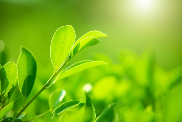 Gros plan des feuilles vertes de la nature sur un fond vert flou sous la lumière du soleil du matin avec bokeh