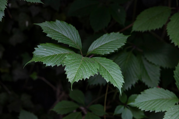 Photo gros plan de feuilles vertes d'ortie