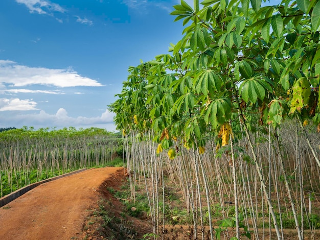 Gros plan sur des feuilles vertes et des plantes dans la nature