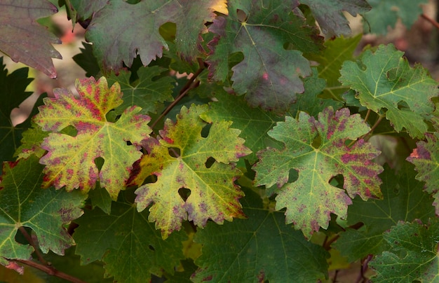 Un gros plan de feuilles vertes et violettes avec le mot érable en bas.