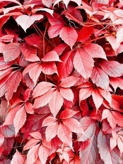 Gros Plan De Feuilles De Vigne Sauvages Couvrant Le Mur