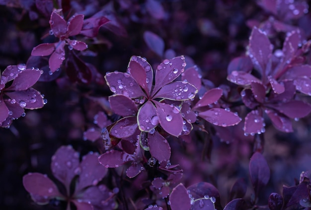 Gros plan de feuilles violettes dans les gouttelettes de pluie