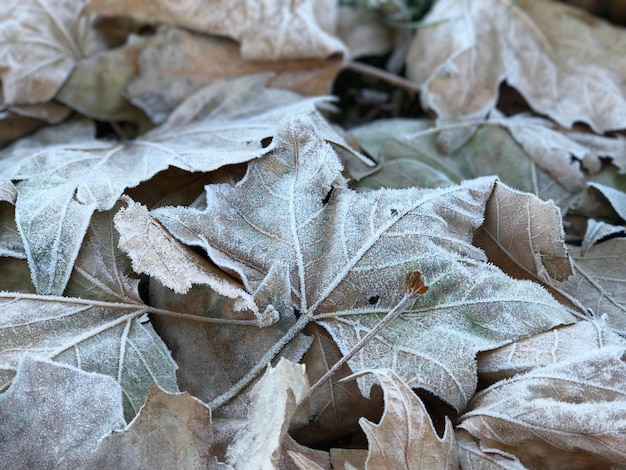 Photo gros plan des feuilles