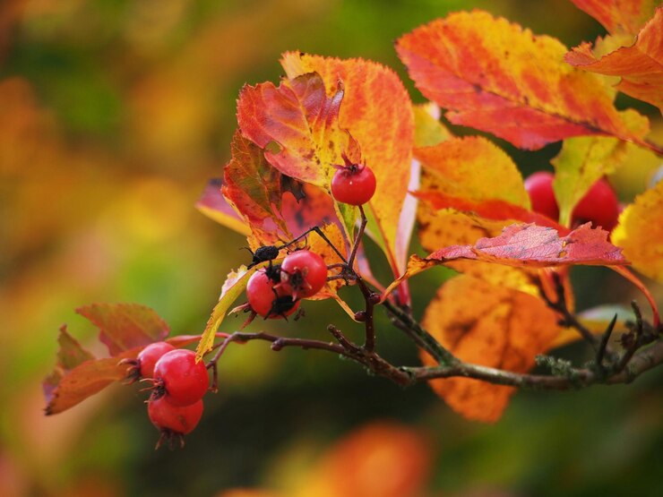 Photo gros plan, de, feuilles