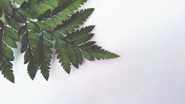 Gros plan, de, feuilles