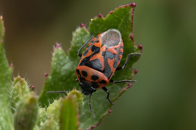 Gros plan d'un firebug perché sur une feuille verte