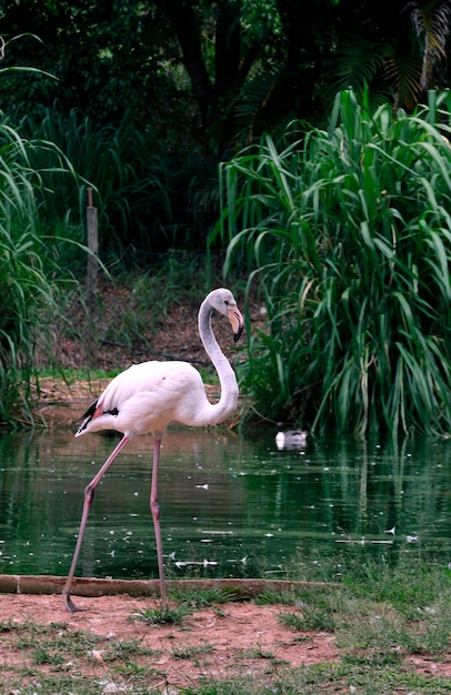 Gros plan, flamant chilien, bord lac