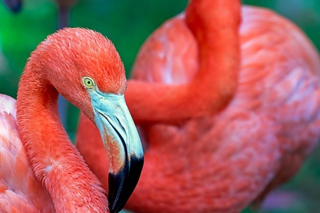 Un gros plan d'un flamant dans l'eau