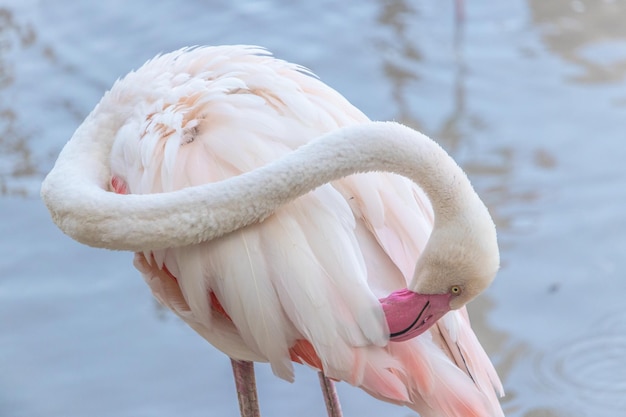 Gros plan d'un flamant rose debout sur le lac