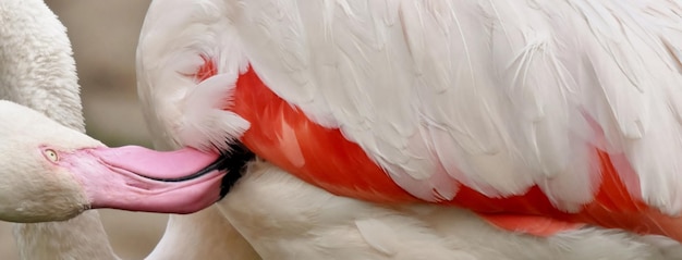 gros plan d'un flamant rose