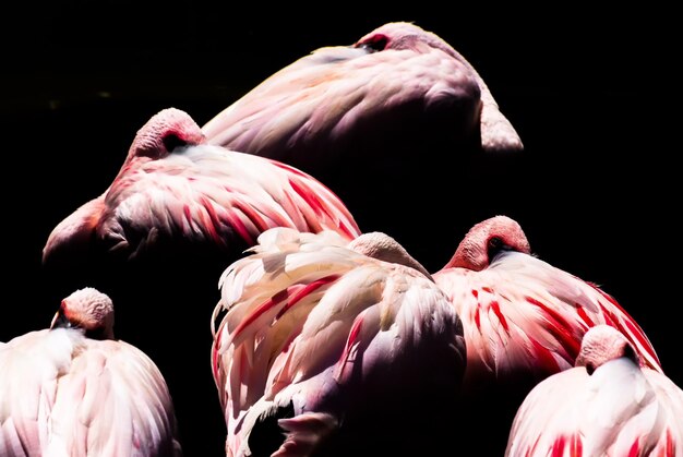 Photo un gros plan de flamants sur fond noir