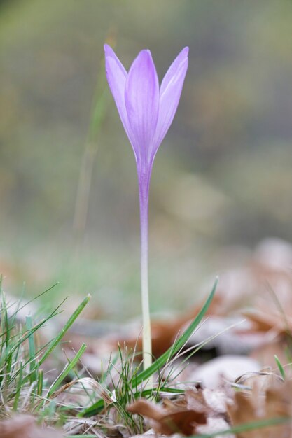 Photo gros plan d'une fleur d'automne crocus colchicum autumnale