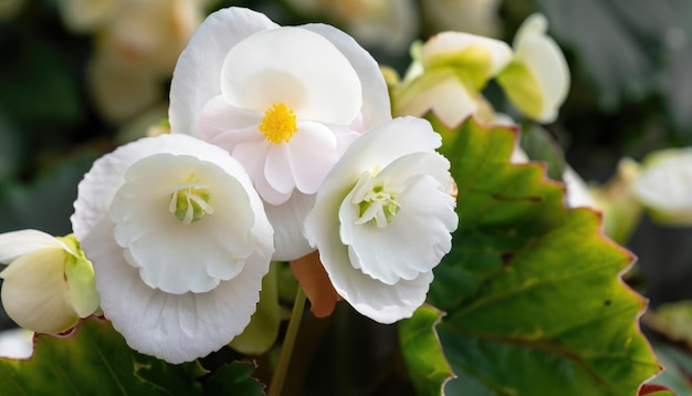 Photo gros plan d'une fleur de bégonia blanche qui fleurit dans le jardin