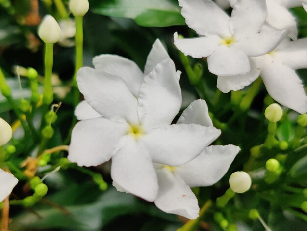 Photo un gros plan d'une fleur blanche avec le centre jaune.