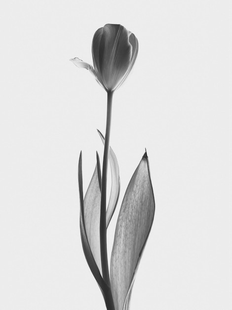 Un gros plan d'une fleur blanche sur un fond blanc