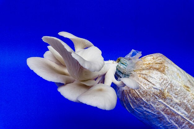 Un gros plan d'une fleur blanche sur un fond bleu