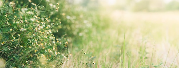Gros plan de fleur blanche d'herbe avec du pollen jaune sous la lumière du soleil avec espace de copie en utilisant comme arrière-plan plantes naturelles paysage écologie fond d'écran concept de page de couverture