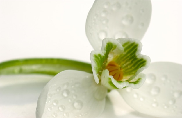 Gros plan de fleur blanche humide sur fond blanc