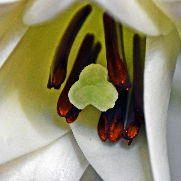 Un gros plan d'une fleur blanche de lis de Saint-Joseph