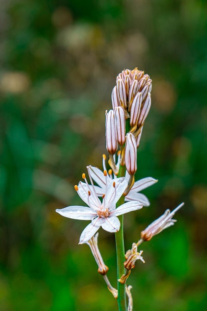 Un gros plan d'une fleur blanche avec le mot lily dessus