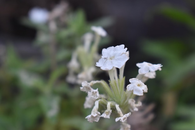 Un gros plan d'une fleur blanche avec le mot " sauvage " dessus