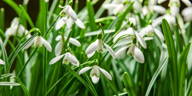 Gros plan d'une fleur blanche de perce-neige ou de galanthus nivalis fleurissant dans la nature au printemps Plante vivace et herbacée bulbeuse de l'espèce amaryllidaceae qui prospère dans un jardin verdoyant à l'extérieur