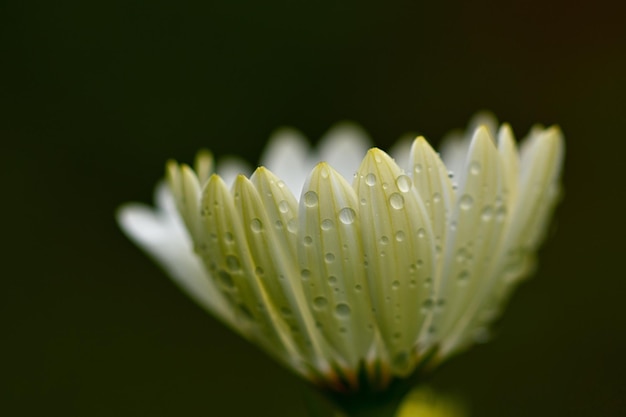 gros plan d'une fleur blanche