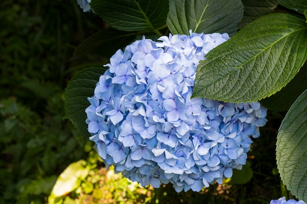 Gros plan de fleur bleue d'hortensia dans le jardin botanique de Batoumi