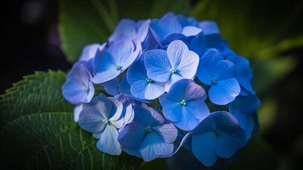 Un gros plan d'une fleur bleue avec le mot hortensia dessus